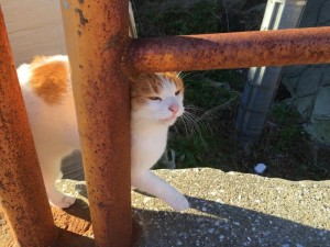 s_IMG_5155